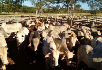 MA pode se tornar zona livre de febre aftosa sem vacinação