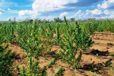 Centro Tático Aéreo apreende cerca de 750 kg de maconha em Grajaú