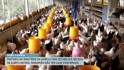 Gripe aviária: Maranhão não tem casos confirmados da doença