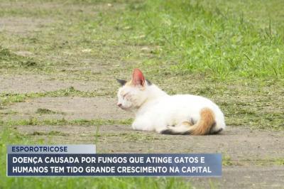 Esporotricose em gatos: aumenta número de casos da doença em São Luís