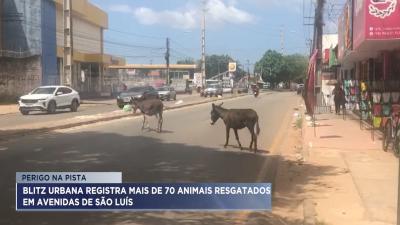 Blitz Urbana registra mais de 70 animais resgatados em avenidas de São Luís