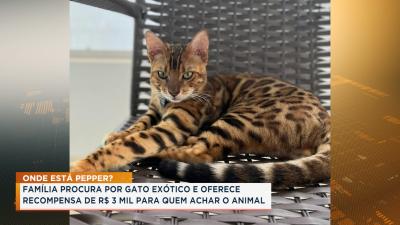 Família busca gato exótico desaparecido em São Luís