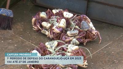 Período de defeso do caranguejo termina na sexta (27) no MA