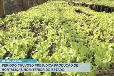 Imperatriz: com as chuvas, produtores sofrem com prejuízo de hortaliças