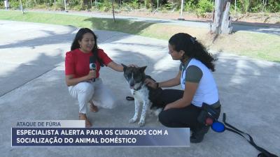 Veja dicas para evitar agressividade de cães domésticos