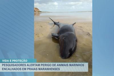 Pesquisadores alertam o perigo de animais marinhos encalhados nas praias do  MA