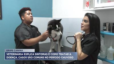 Gripe canina: saiba como tratar a doença comum do período chuvoso