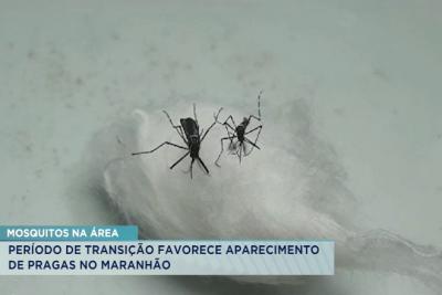 Período de estiagem favorece aparecimento de pragas no Maranhão