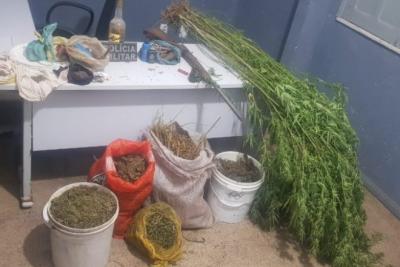 Montes Altos: Polícia Civil prende homem responsável por plantação de maconha