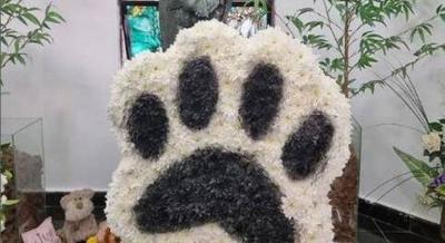  Especialistas ensinam o que fazer após morte de pet; enterrar em casa é proibido