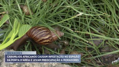 Caramujos africanos infestam Espigão da Ponta d'areia e levam preocupação a moradores