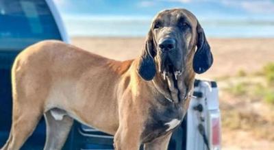 Cão de raça brasileira tem a mordida mais forte do mundo