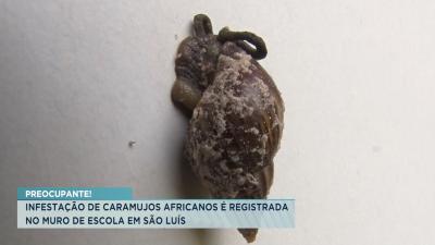 Infestação de caramujos africanos é registrada em muro de escola em São Luís