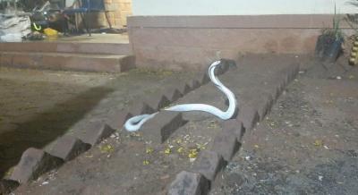Cobra albina, rara e perigosa é encontrada dentro de casa na Índia 
