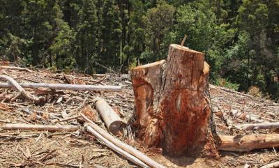 Maranhão tem o menor percentual entre os estados desmatados da Amazônia Legal