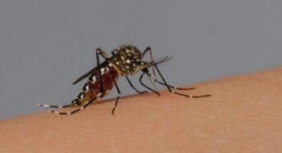 Maranhão registra aumento de 179 casos de dengue
