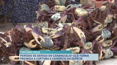 Período de defeso do caranguejo-uçá é iniciado no Maranhão