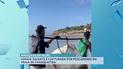 Pescadores capturam arraia em praia de Panaquatira, em São José de Ribamar