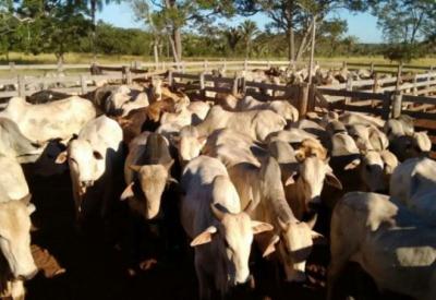 Maranhão atinge mais de 90% dos bovinos e bubalinos imunizados em 2023