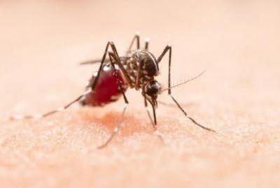 Aumento da dengue está associado às mudanças climáticas e ao desmatamento no Brasil