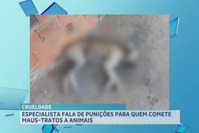 Morte de cachorro chama atenção para violência contra animais no Estado