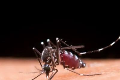 Casos de dengue no Brasil ultrapassam meio milhão em 2024