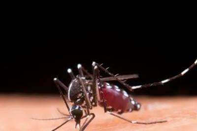 Casos de dengue no Brasil ultrapassam meio milhão em 2024