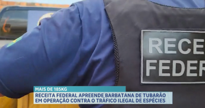 Receita Federal apreende cerca de 185 kg barbatanas de tubarão-azul em São Luís
