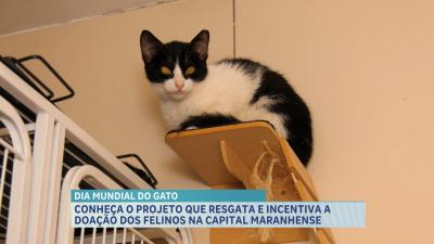 Dia do Gato: projeto resgata e incentiva doação dos felinos em São Luís