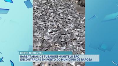 Barbatanas de tubarão-martelo são encontradas em porto na Raposa