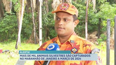  Bombeiros capturam mais de mil animais silvestres no Maranhão em 2024