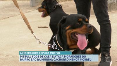 Socialização e adestramento podem evitar acidentes com ataques de cães