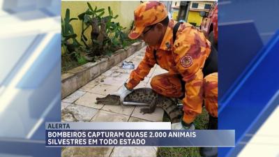  Bombeiros capturam quase 2 mil animais silvestres em áreas urbanas do Maranhão