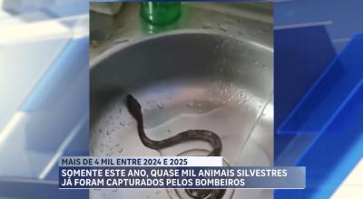 Quase mil animais silvestres foram capturados pelo CBMMA no 1º trimestre deste ano