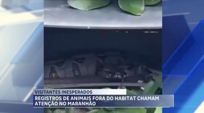 Registros de animais silvestres em áreas urbanas chamam a atenção no MA