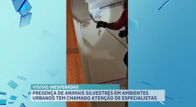 Registros de animais silvestres em áreas urbanas chamam a atenção no MA