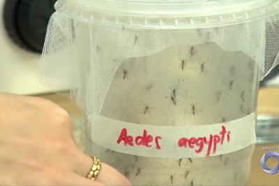 Dengue: MA apresenta redução nos registros da doença nos primeiros meses de 2025