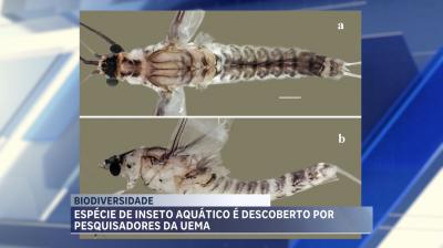 Professor da Uema descobre espécie nova de inseto na região dos Lençois Maranhense