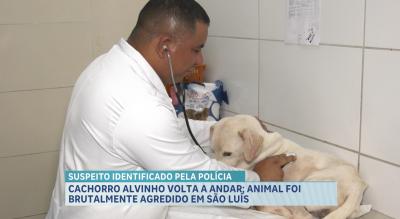 Alvinho: cachorro vítima de maus-tratos no Vinhais passa por tratamento