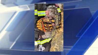 Quase 2 mil animais silvestres foram resgatados na Região Metropolitana de São Luís