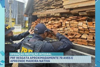 PRF resgata 70 aves mantidas em cativeiro e apreende madeira com documentação inválida em municípios