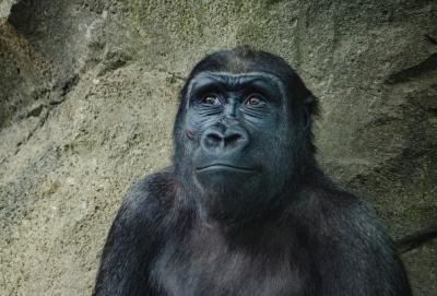 Busca por possível linguagem animal não encontra nada