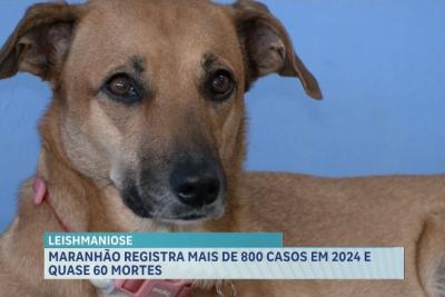 Maranhão registra mais de 800 casos de leishmaniose em 2024 e 58 mortes