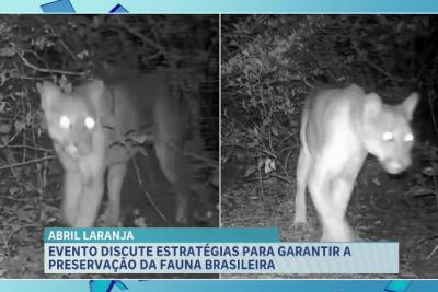 Evento discute estratégias para garantir a preservação da fauna brasileira