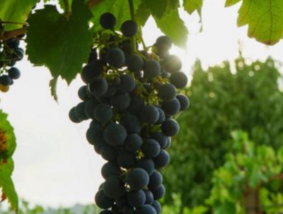 Conheça a história da uva que produz o vinho icônico da Argentina