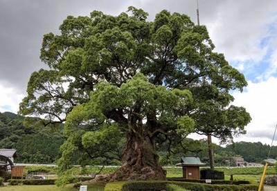 Cirurgia em árvore de 300 anos mobiliza especialistas e moradores na China 