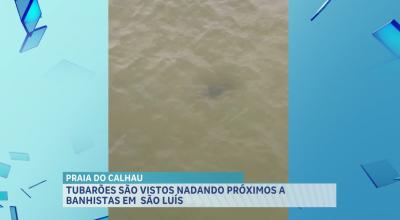 Tubarões são vistos na Praia do Calhau, em São Luís; banhistas são alertados pelo CTA