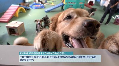 Tutores buscam alternativas para o bem-estar dos pets durante viagens de fim de ano