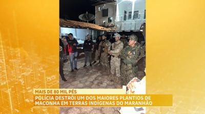 Operação localizada um dos maiores plantios de maconha já registrados em território indíngena