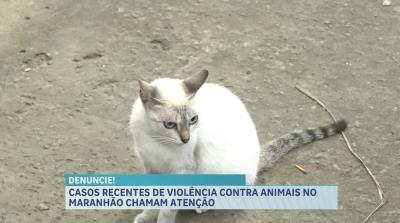 Casos recentes de violência contra animais no Maranhão chamam atenção